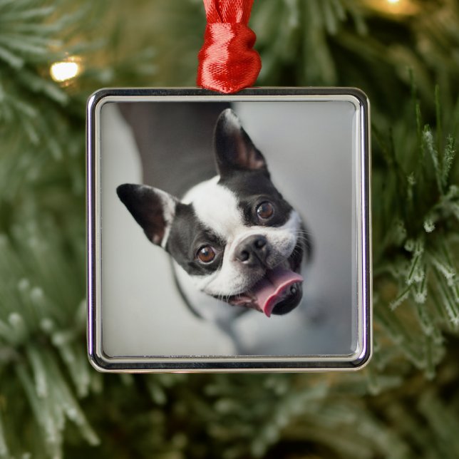 Cutest Baby Animals | Boston Bulldog Smile Metal Ornament (Tree)