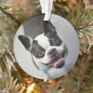 Cutest Baby Animals Boston Bulldog Smile Ornament