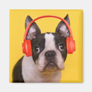 Cutest Baby Animals   Boston Terrier Headphones Magnet