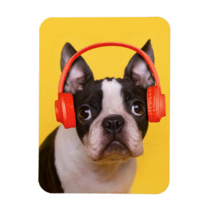 Cutest Baby Animals   Boston Terrier Headphones Magnet