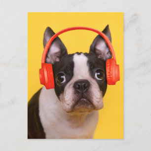 Cutest Baby Animals   Boston Terrier Headphones Postcard