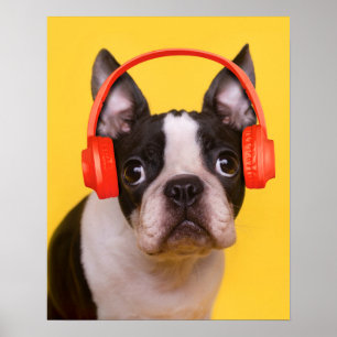 Cutest Baby Animals Boston Terrier Headphones Poster