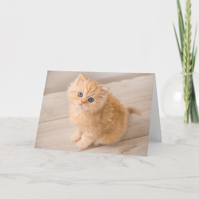 Cutest Baby Animals | British Longhair Kitten Card (Front)