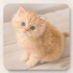 Cutest Baby Animals British Longhair Kitten Coaster