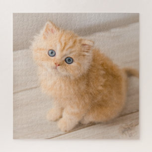 Cutest Baby Animals   British Longhair Kitten Jigsaw Puzzle
