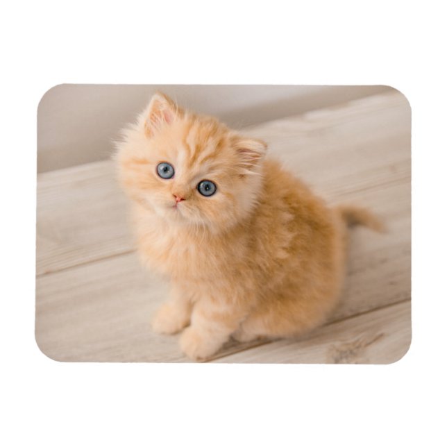 Cutest Baby Animals | British Longhair Kitten Magnet (Horizontal)
