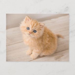Cutest Baby Animals   British Longhair Kitten Postcard