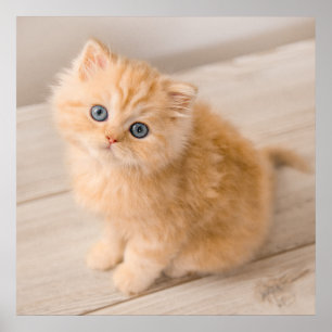 Cutest Baby Animals   British Longhair Kitten Poster