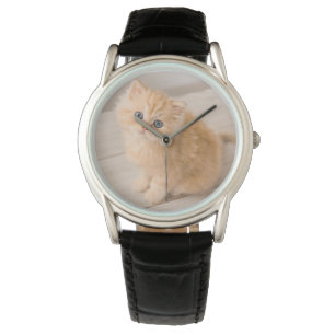 Cutest Baby Animals   British Longhair Kitten Watch