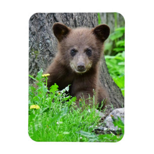 Cutest Baby Animals Brown Bear Cub Magnet