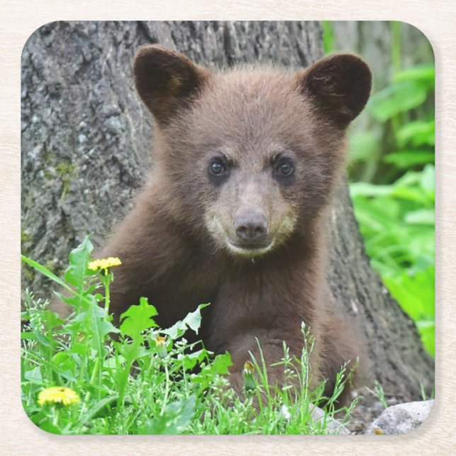 Cutest Baby Animals | Brown Bear Cub Square Paper Coaster (Front)