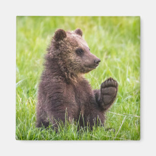 Cutest Baby Animals Brown Bear Cub Wave Magnet