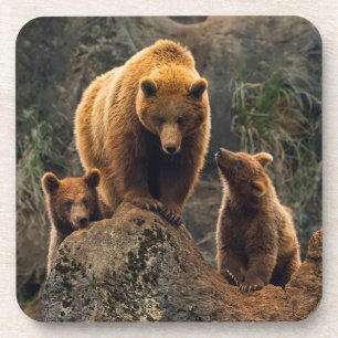Cutest Baby Animals Brown Bear Family Coaster