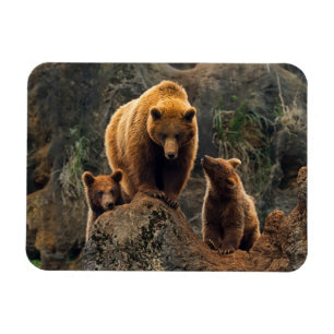 Cutest Baby Animals Brown Bear Family Magnet