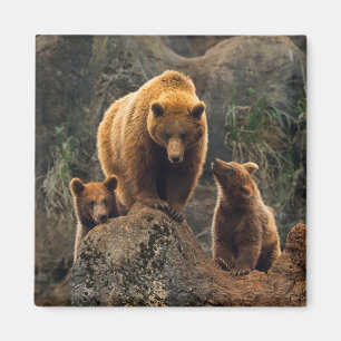 Cutest Baby Animals Brown Bear Family Magnet