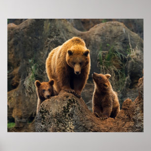 Cutest Baby Animals Brown Bear Family Poster