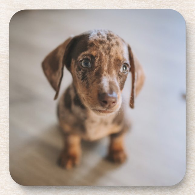 Cutest Baby Animals | Brown Dachshund Puppy Coaster (Front)