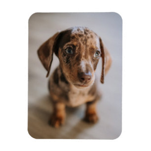 Cutest Baby Animals   Brown Dachshund Puppy Magnet