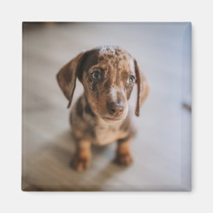 Cutest Baby Animals   Brown Dachshund Puppy Magnet