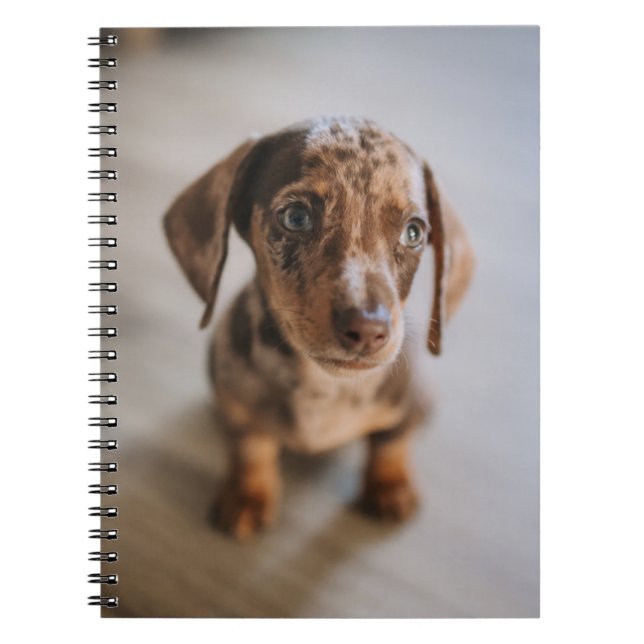 Cutest Baby Animals | Brown Dachshund Puppy Notebook (Front)
