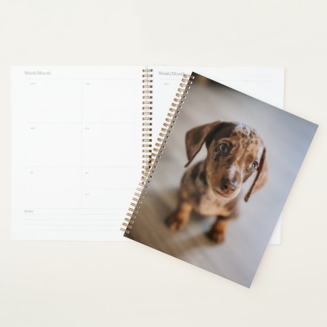 Cutest Baby Animals | Brown Dachshund Puppy Planner (Display)