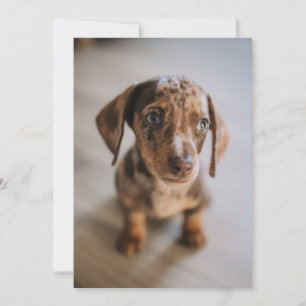 Cutest Baby Animals   Brown Dachshund Puppy Thank You Card