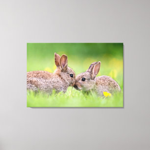 Cutest Baby Animals Bunny Kiss Canvas Print