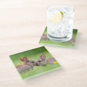 Cutest Baby Animals   Bunny Kiss Glass Coaster
