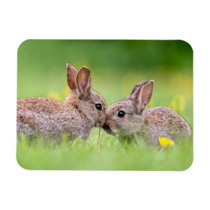 Cutest Baby Animals   Bunny Kiss Magnet