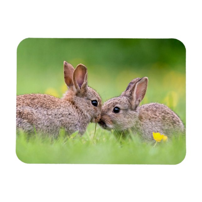 Cutest Baby Animals | Bunny Kiss Magnet (Horizontal)