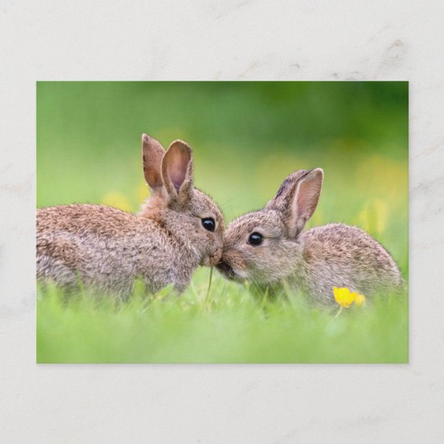 Cutest Baby Animals | Bunny Kiss Postcard (Front)