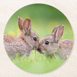 Cutest Baby Animals   Bunny Kiss Round Paper Coaster