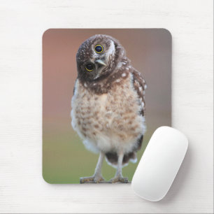 Cutest Baby Animals   Burrowing Owl Owlet Mouse Pad