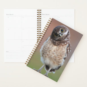 Cutest Baby Animals   Burrowing Owl Owlet Planner