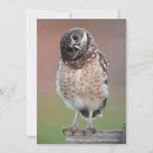 Cutest Baby Animals   Burrowing Owl Owlet Thank You Card