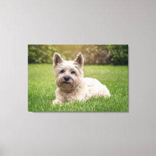 Cutest Baby Animals Cairn Terrier Dog Canvas Print