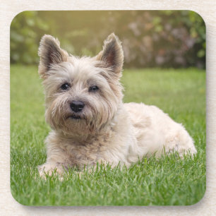 Cutest Baby Animals   Cairn Terrier Dog Coaster