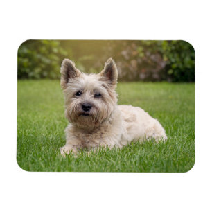Cutest Baby Animals   Cairn Terrier Dog Magnet