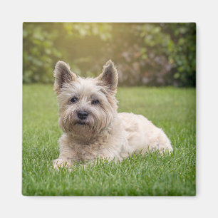 Cutest Baby Animals Cairn Terrier Dog Magnet