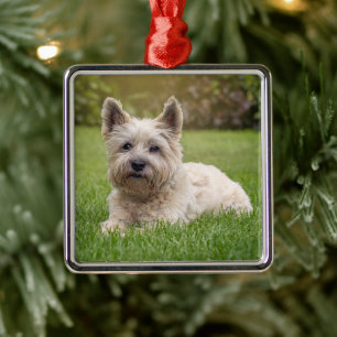 Cutest Baby Animals   Cairn Terrier Dog Metal Ornament