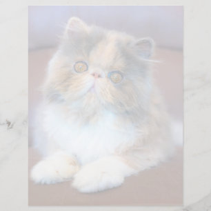 Cutest Baby Animals   Calico Persian Kitten