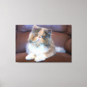 Cutest Baby Animals Calico Persian Kitten Canvas Print