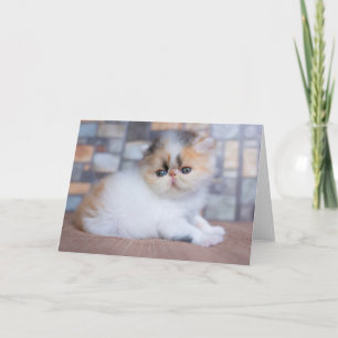 Cutest Baby Animals Calico Persian Kitten Card