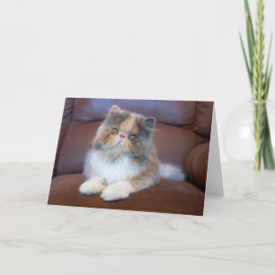 Cutest Baby Animals   Calico Persian Kitten Card