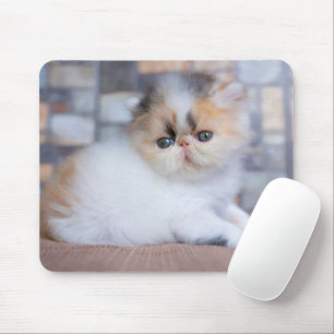 Cutest Baby Animals Calico Persian Kitten Mouse Pad