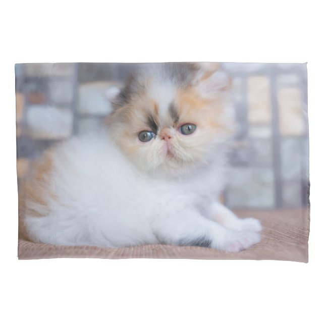 Cutest Baby Animals | Calico Persian Kitten Pillowcase (Front)
