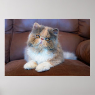 Cutest Baby Animals   Calico Persian Kitten Poster