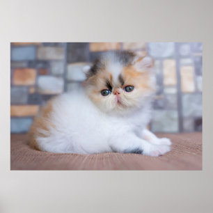 Cutest Baby Animals   Calico Persian Kitten Poster