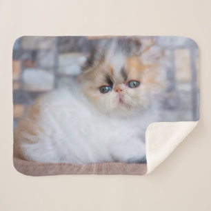 Cutest Baby Animals Calico Persian Kitten Sherpa Blanket