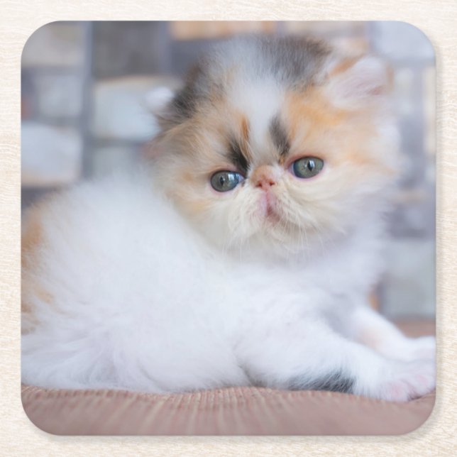 Cutest Baby Animals | Calico Persian Kitten Square Paper Coaster (Front)